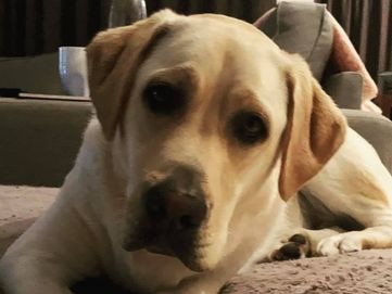 Gold Coast's cutest dogs: Charli. Submitted by Bec Daley.