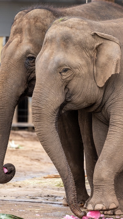 The end of the elephant era at Taronga Zoo Sydney