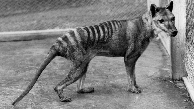 An undated photo of a thylacine. Picture: Tasmanian Museum and Art Gallery, Benjamin A Sheppard