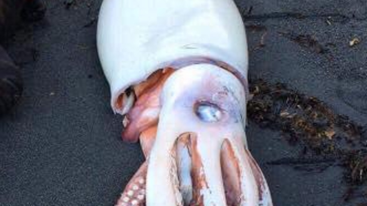 Giant Squid: Washed up squid found in New Zealand | news.com.au ...