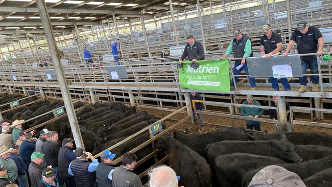 Action from the Leongatha store cattle sale Friday August 11 2023. Picture: Madeleine Stuchbery