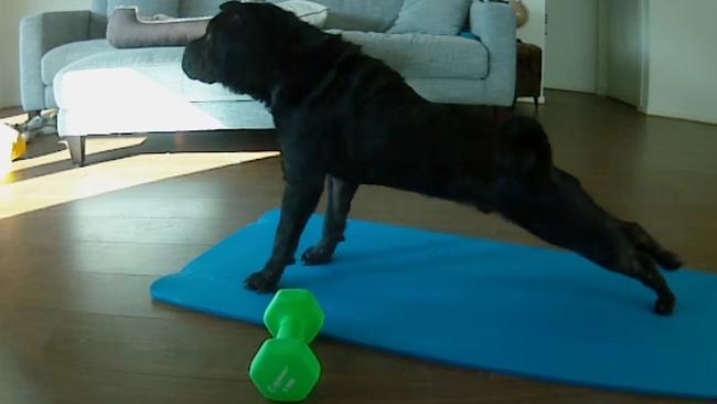 Atticus the shar pei works out on his owner’s exercise mat while she’s at work.