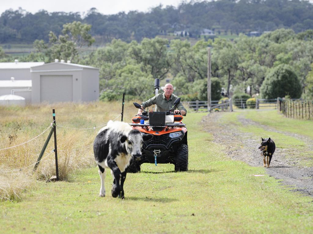 Traumatic brain injury survivor Jason Driscoll of Stones Throw Away brings back a stray with his dog Bruce on his property near Pittsworth, Saturday, March 29, 2025. Picture: Kevin Farmer