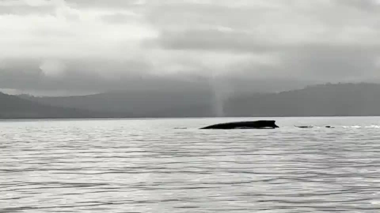 Whale pops up near kayaker at Norfolk Bay in Tasmania