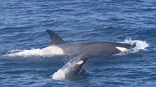 The Antarctic type-C killer whales on the state's East Coast. Picture: Richard Clippingdale, Pennicott Wilderness Journeys