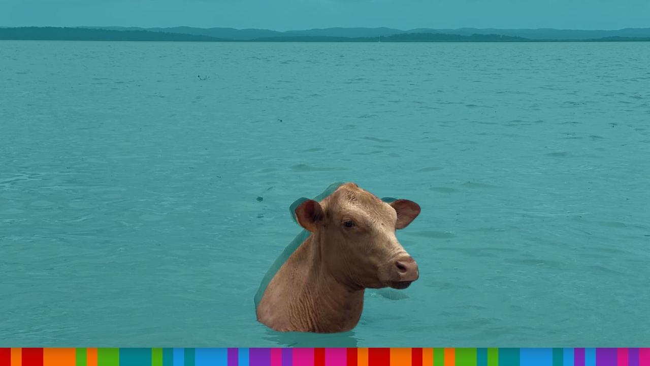 A cow found in flood waters on the Fraser Coast.