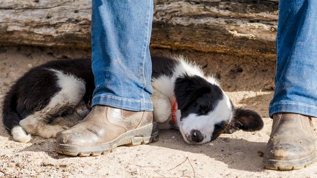 This work thingy is exhausting … Chief takes a break. Picture: Melissa Spencer.