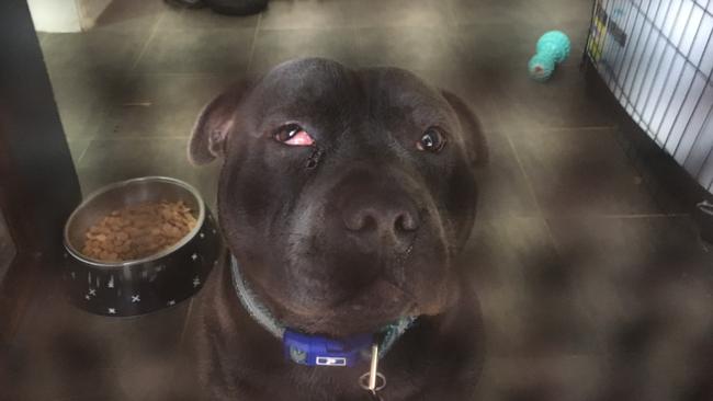 Michael Pryce was convicted for beating his pet Staffordshire Terrier with a hammer. Photo: RSPCA.