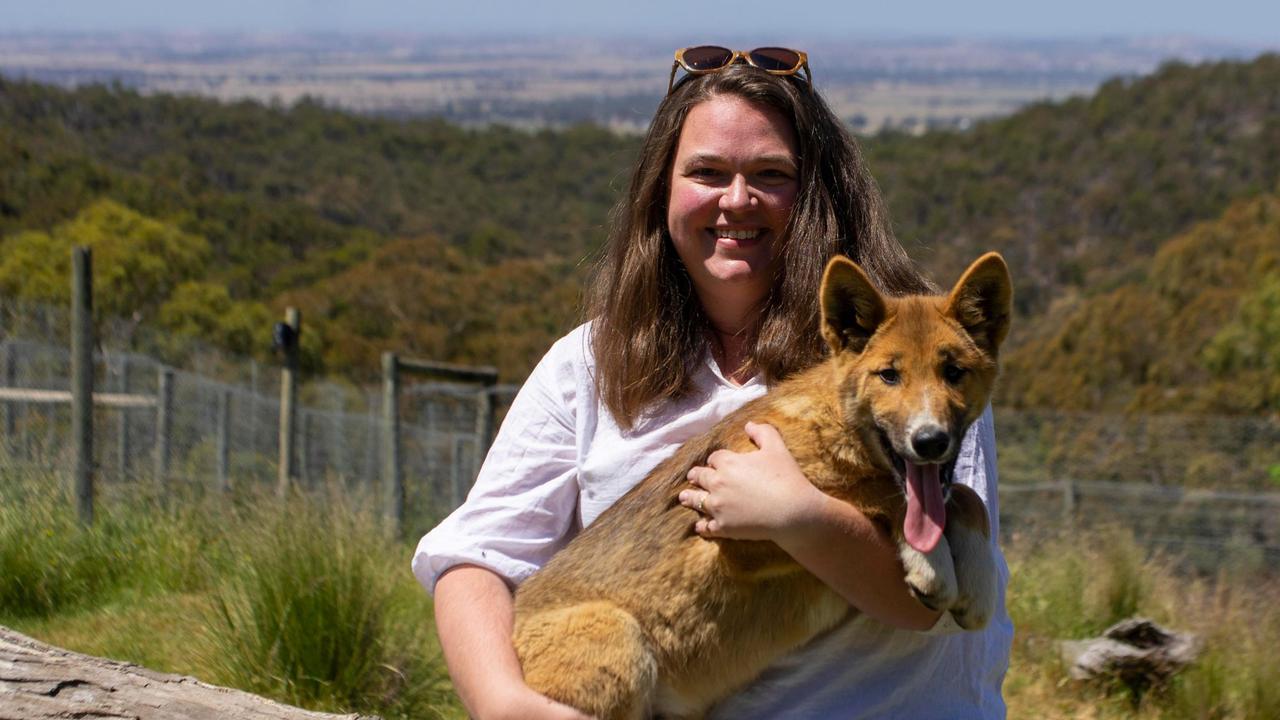 Are dingoes good for cattle graziers? | The Australian