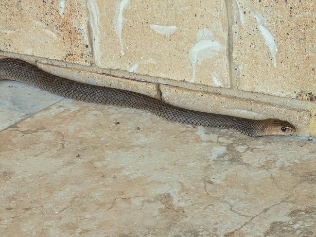 An eastern brown snake slithers alongside a home at Yandina on the Sunshine Coast. PHOTO: Rob Twidle.