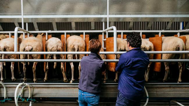 Cressida and Michael Cains getting their sheep ready for milking. Picture: Wesley Lonergan