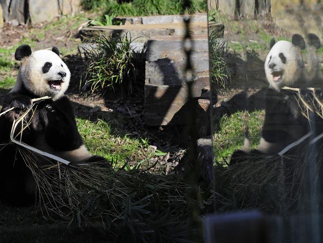 Funi checks her reflection to make sure she’s extra gorgeous, but Wang Wang is just not quite up to the task. Pic Mark Brake.