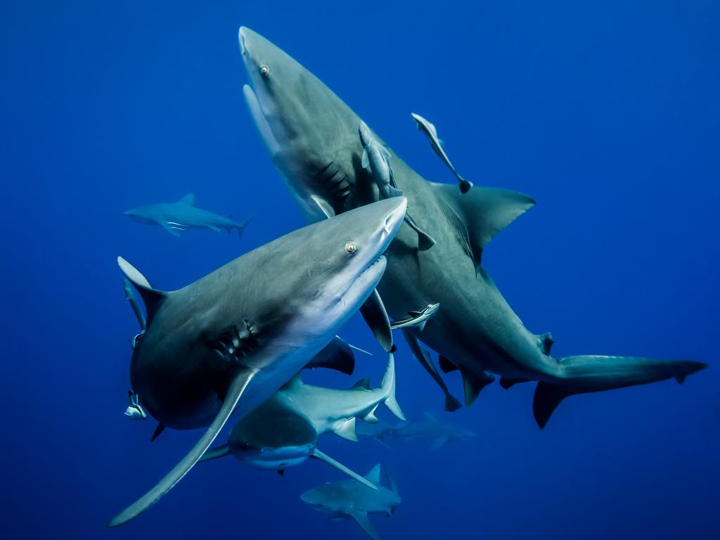 Underwater Photographer of the Year 2018. HIGHLY COMMENDED Category 8. Up &amp; Coming Credit name: Sylvie Ayer/UPY 2018 Nationality: Switzerland Image caption: Synchronised ballet of bull sharks Country taken: Mozambique Location: Ponta Del Ouro Mozambique is one of the best places in the world to dive with bull sharks. I was there specially for that. Diving with them is a guarantee of adrenaline. The visibility was great. Only blue....and bull sharks. For a few seconds there was plenty of them around us and I tried to my best.