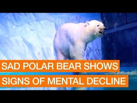 CHINA:    Sad Polar Bear Shows Signs of Mental Decline  Package    October 25