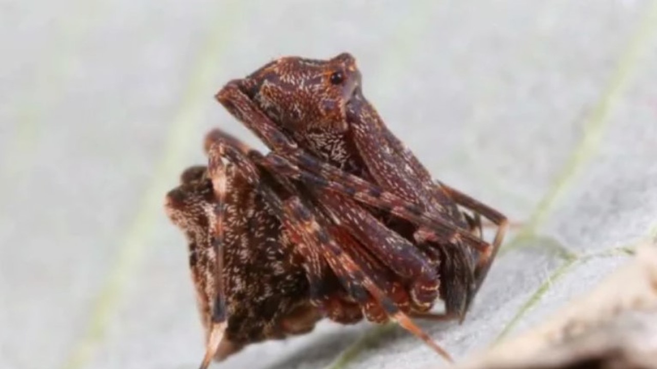 Whitsunday hinterland pelican spiders were discovered in Conway National Park. Picture: G. Anderson and M. Rix