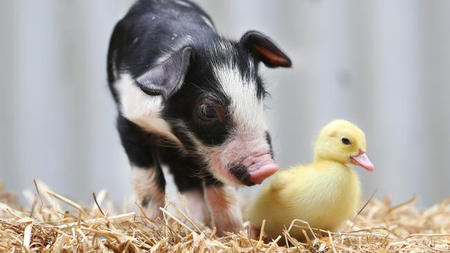 Maggie May the piglet with her new best friend Daisy the duckling. Picture: Tait Schmaal