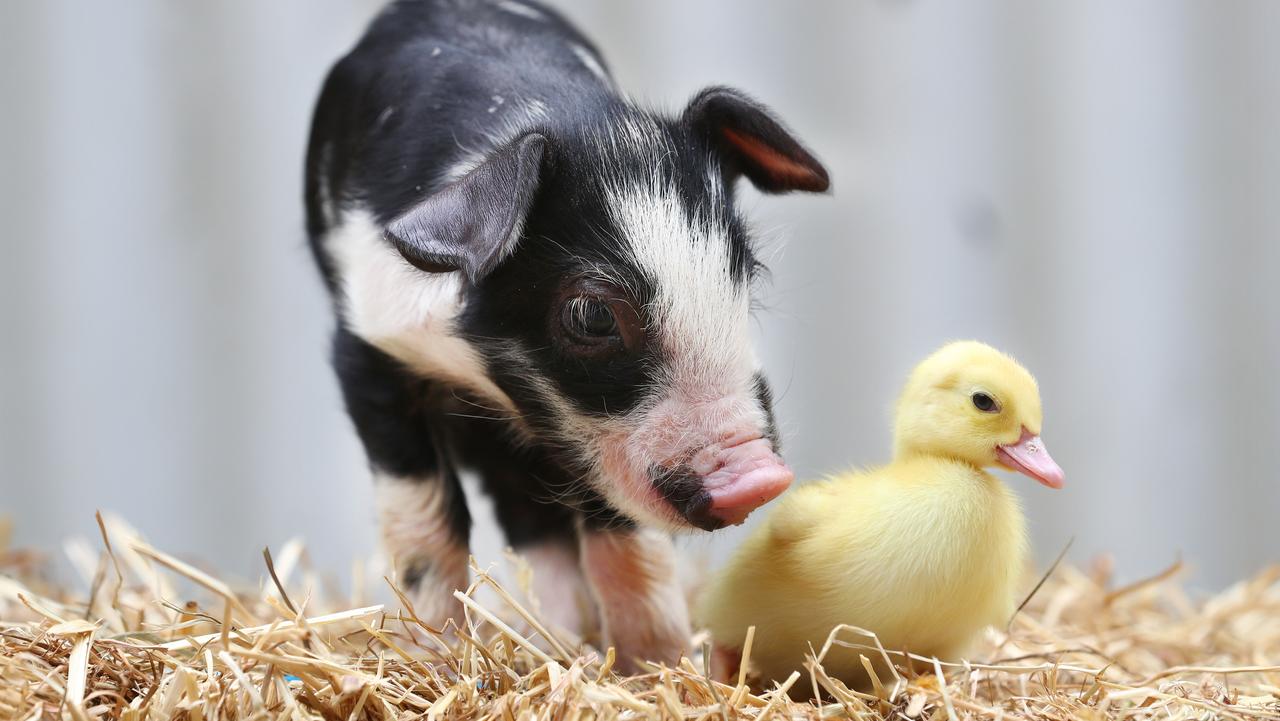 Maggie May the piglet with her new best friend Daisy the duckling. Picture: Tait Schmaal