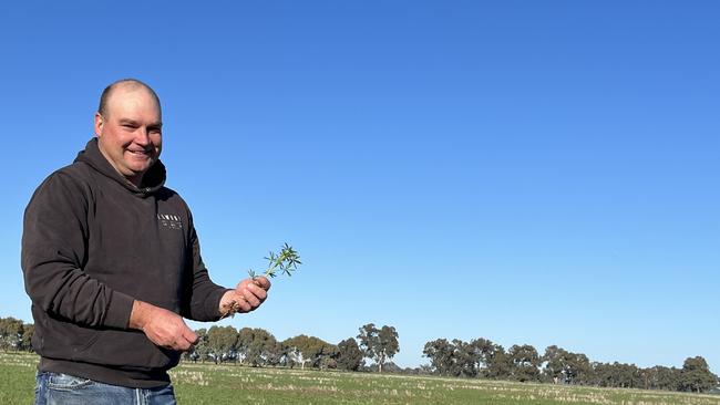 Justin Everitt of Aintree Park at Brocklesby in southern NSW in a crop of Coyote lupins. Justin is also the NSW Farmers grains committee chairman. Picture: Nikki Reynolds