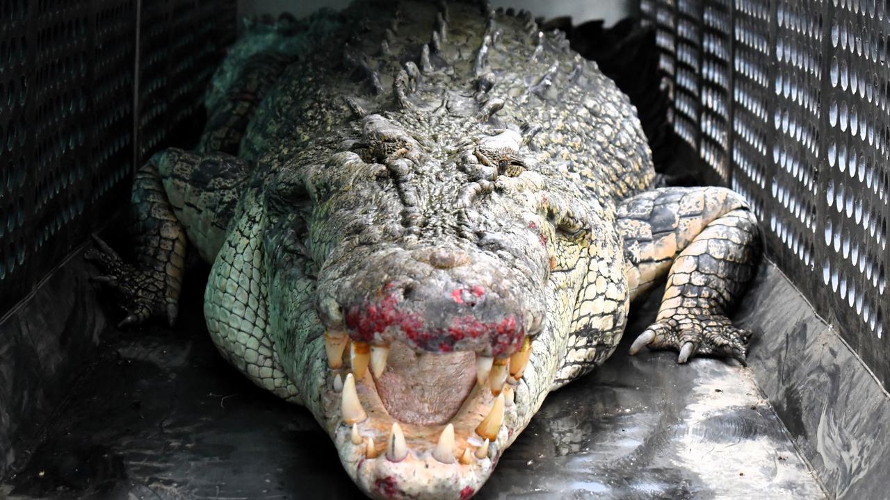 Wildlife guides and community leaders warned against the culling of crocodiles. Picture: Cameron Bates