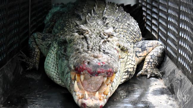 Wildlife guides and community leaders warned against the culling of crocodiles. Picture: Cameron Bates