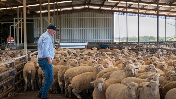 Roger Fletcher, seen here loading sheep, has closed his processing plant at Dubbo for a week. Picture: David Roma