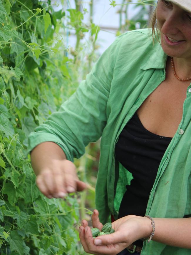 Fat Pig Farm gardener Nadia Danti picking a type of fruit called cucamelons. Picture: TRACY RENKIN