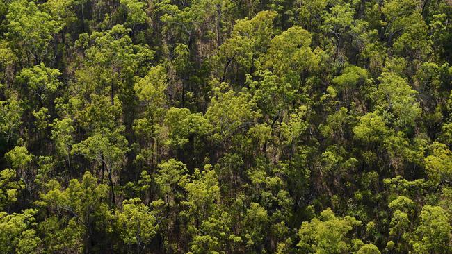 Both Labor and the Coalition say they would change regulations to give plantation timber better ­access to carbon farming schemes. Picture: Keri Megelus