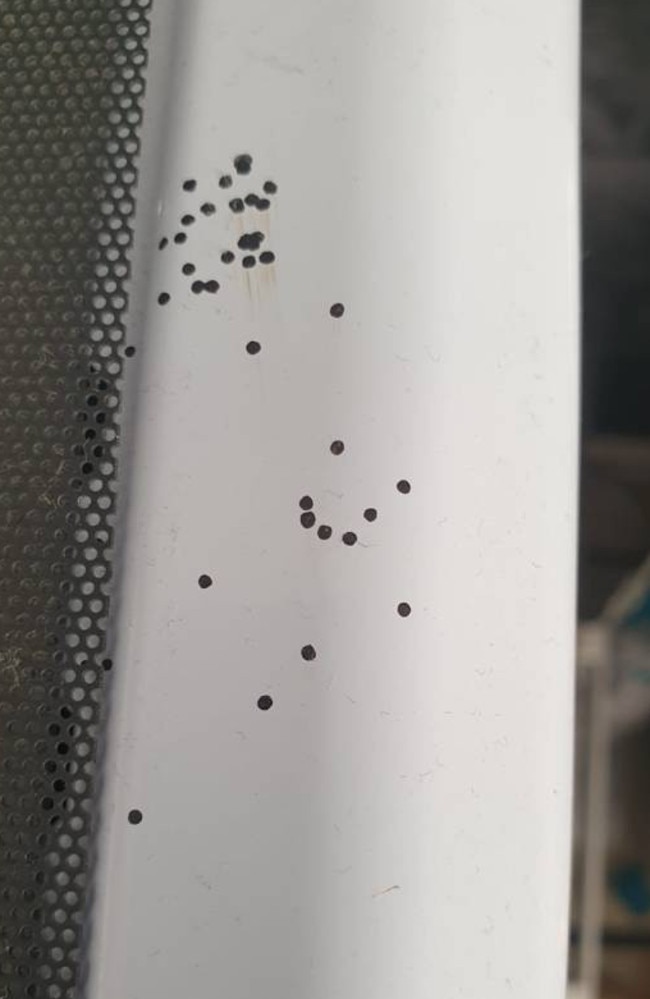 why-black-dots-on-kitchen-tiles-means-something-sinister-news-au