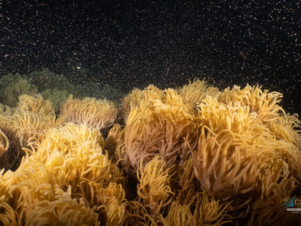 Coral will be tended to in a dedicated nursery off Fitzroy Island then taken back to the Great Barrier Reef once it’s matured. Picture: Stuart Ireland, Calypso Reef Imagery.