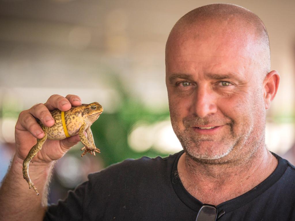 Croc racing at the Berry Springs Tavern for Melbourne Cup Day: Berry Springs Tavern owner Ian Sloan with one of the cane toads competing in the toad racing event. Picture: GLENN CAMPBELL