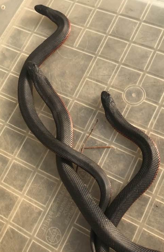 Red-bellied black snakes.