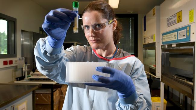 Kristy Robinson, medical scientist with SA pathology, in the lab with a deactivated specimen of coronavirus, preparing the sample for testing in the Virology Lab at SA Pathology, Royal Adelaide Hospital. Picture: Tricia Watkinson