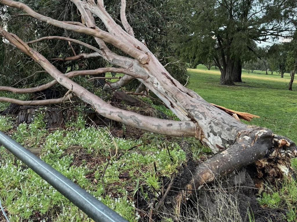 Fallen trees were reported across Victoria. Picture: Facebook