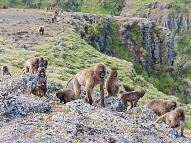 Gelada Baboons in the Ethiopian Highlands. There are thousands of viruses circulating among animals in certain regions that are potential future Covid-19s. Picture: iStock