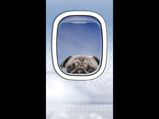 Should pets be allowed in planes?