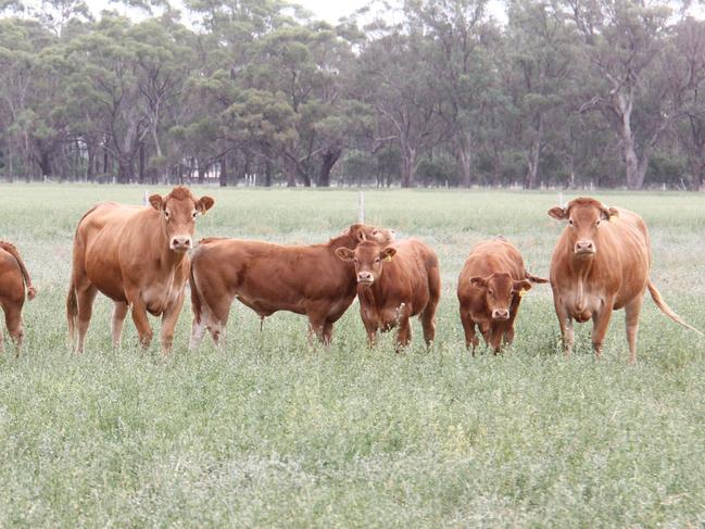 Tony Hooppell with some of his Limousin cows and bull calves.