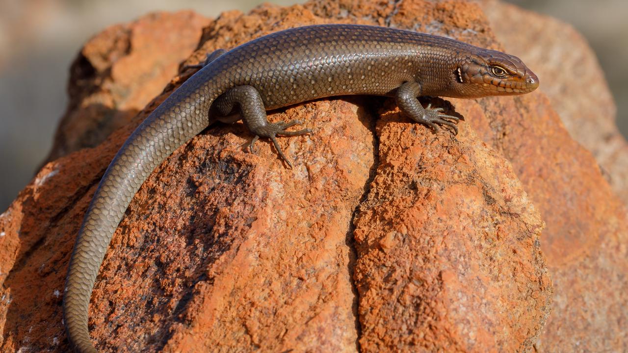 The Central Ranges rock skink (Liopholis Aputja). Picture: Jules Farquhar