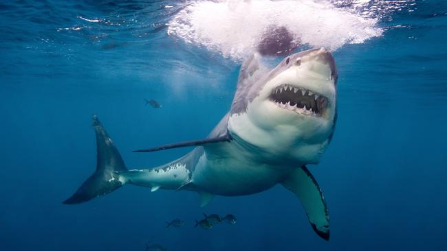 Neptune Island,Australia, Great White Shark