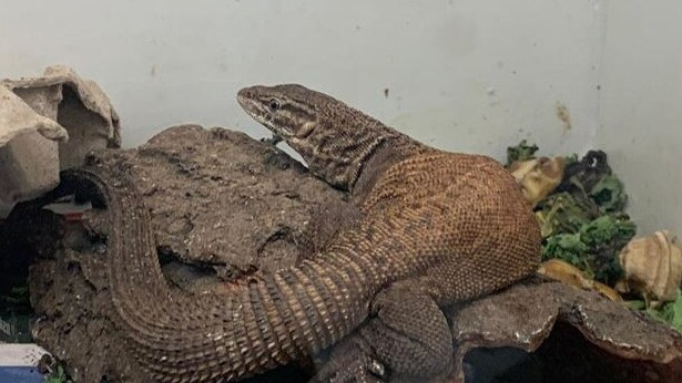 One of the lizards seized by animal handlers. Picture: NSW Police Force