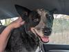 ‘He is definitely a character’: Truckie’s cattle dog missing after crash