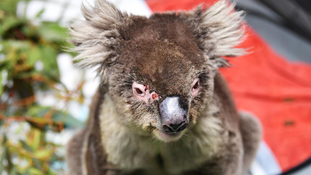 Female koala Shirley recovering in her pen at Adelaide Koala Rescue Picture: Mark Brake/Getty Images.