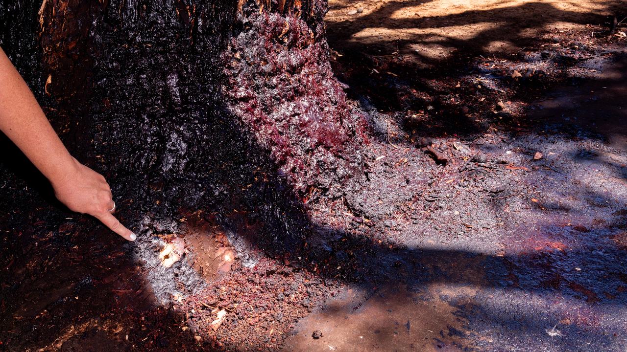 Holdfast Bay Council was investigating the tree’s condition suspecting it had been poisoned. Picture: Tim Joy