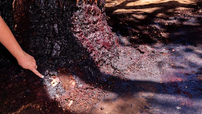 Holdfast Bay Council was investigating the tree’s condition suspecting it had been poisoned. Picture: Tim Joy