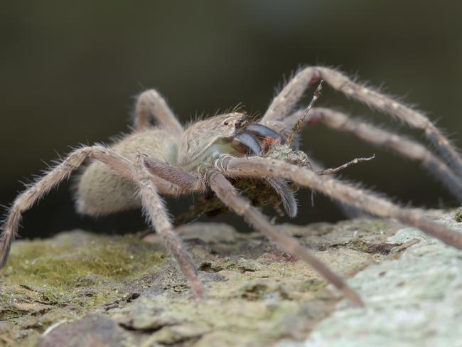 Macro image of a huntsman spider (Gnathopalystes sp.) with grouse locust prey, Ulu Selangor, Selangor, Malaysia