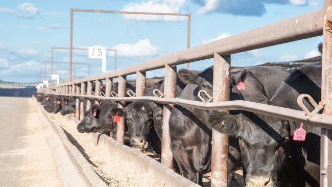 ON HOLD: Feedlots across the Southern Downs could be at risk, following Chinese authorities’ ban on John Dee’s exports. Picture: contributed