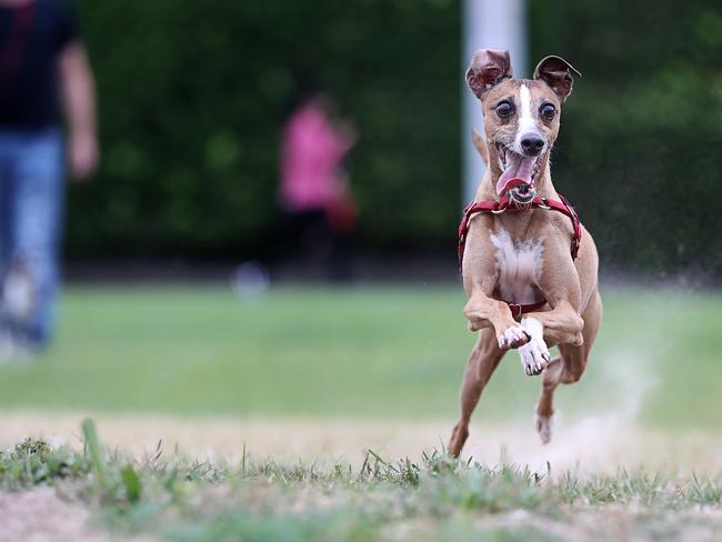 Italian Greyhound Marly, 4 owned by Todd Buttsworth and Meredith Calthorpe having a run at Marieville Esplanade, Sandy Bay. Picture: LUKE BOWDEN