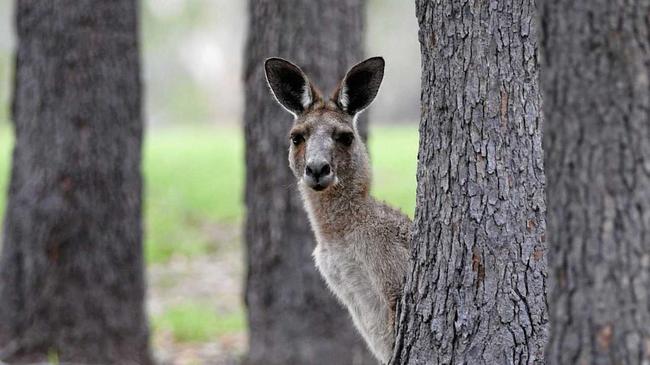 Men of League Foundation golf day at Hervey Bay Golf Club - spectator at the 8th. Picture: Alistair Brightman