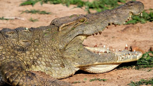 Crocodile Trunk 
