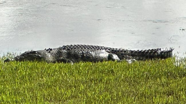 A 3.6m saltie spotted at Cordelia. Picture: Craig Hartman