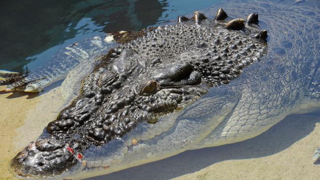 Crocosaurus Cove in conjunction with the NT News is running a competition to name their new 5m monster crocodile.